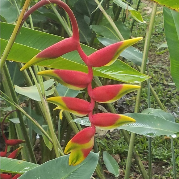 Meet your Posher, Melissa - Picture 1 of 1